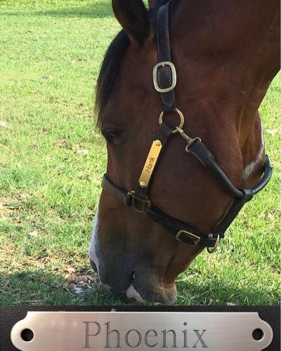 Phoenix halter name plate